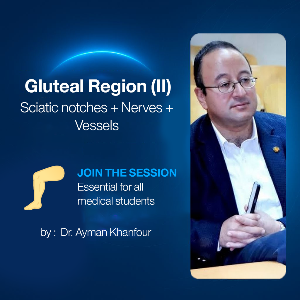 𝐆𝐥𝐮𝐭𝐞𝐚𝐥 𝐫𝐞𝐠𝐢𝐨𝐧 (𝐈𝐈) (𝐒𝐜𝐢𝐚𝐭𝐢𝐜 𝐧𝐨𝐭𝐜𝐡𝐞𝐬 + 𝐍𝐞𝐫𝐯𝐞𝐬 + 𝐕𝐞𝐬𝐬𝐞𝐥𝐬)