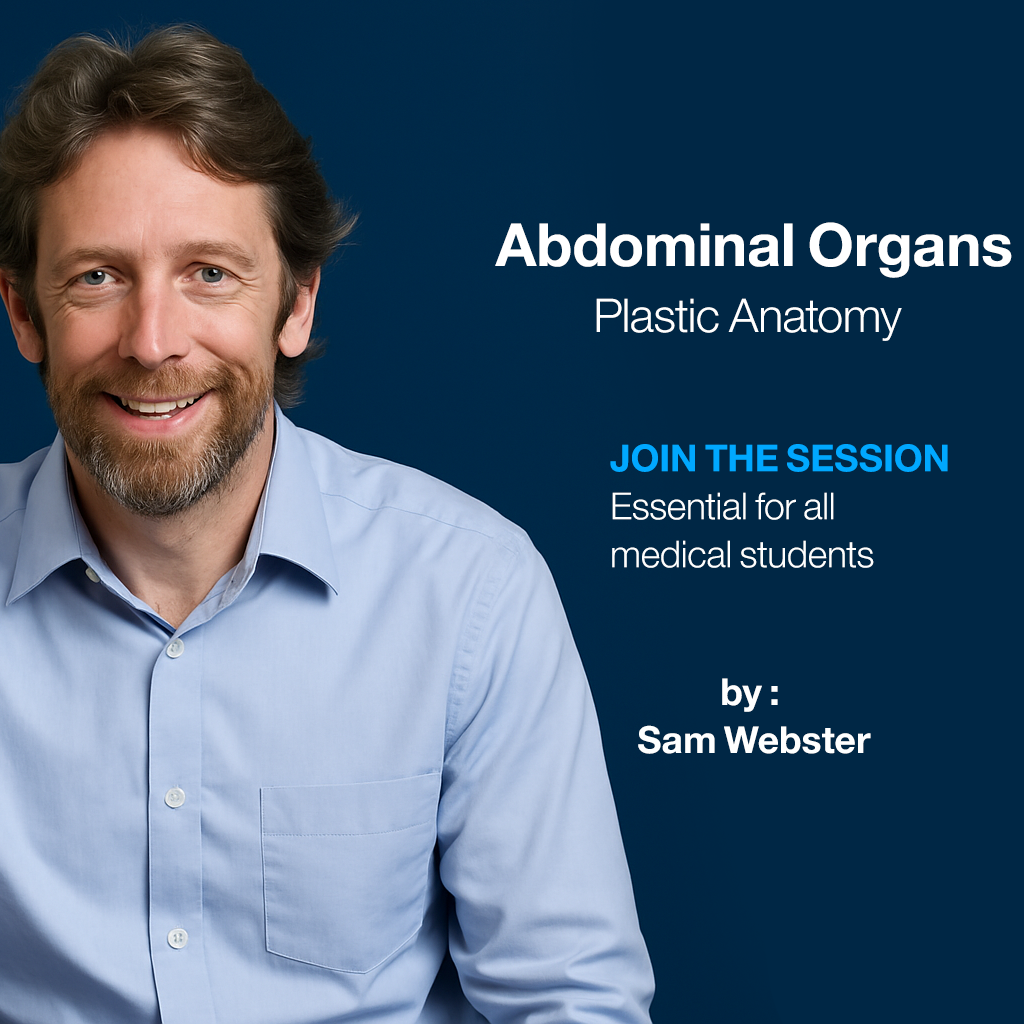 Abdominal Organs (plastic anatomy)