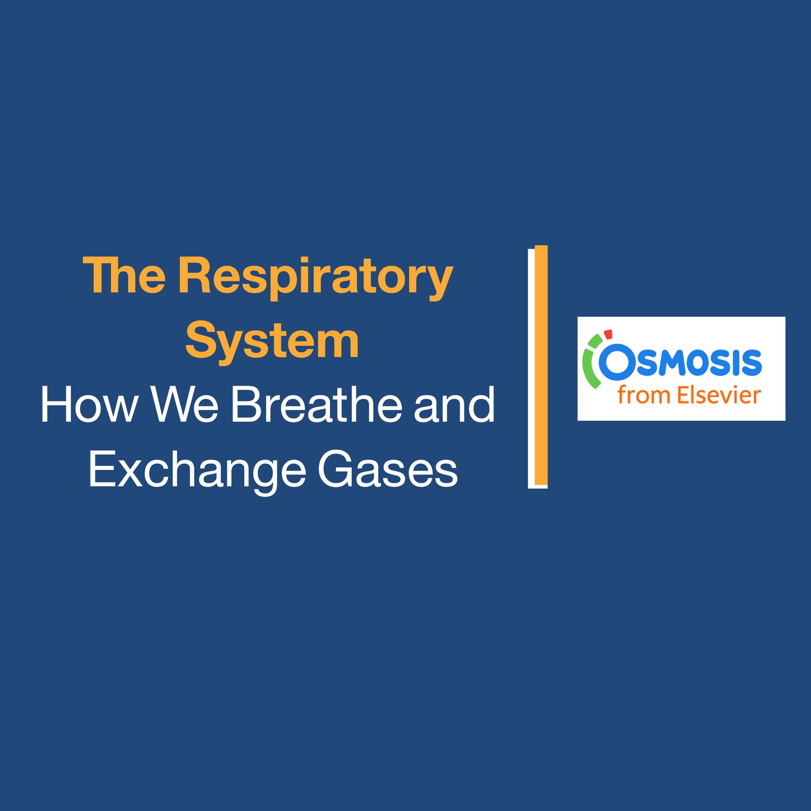 The Respiratory: System How We Breathe and  Exchange Gases