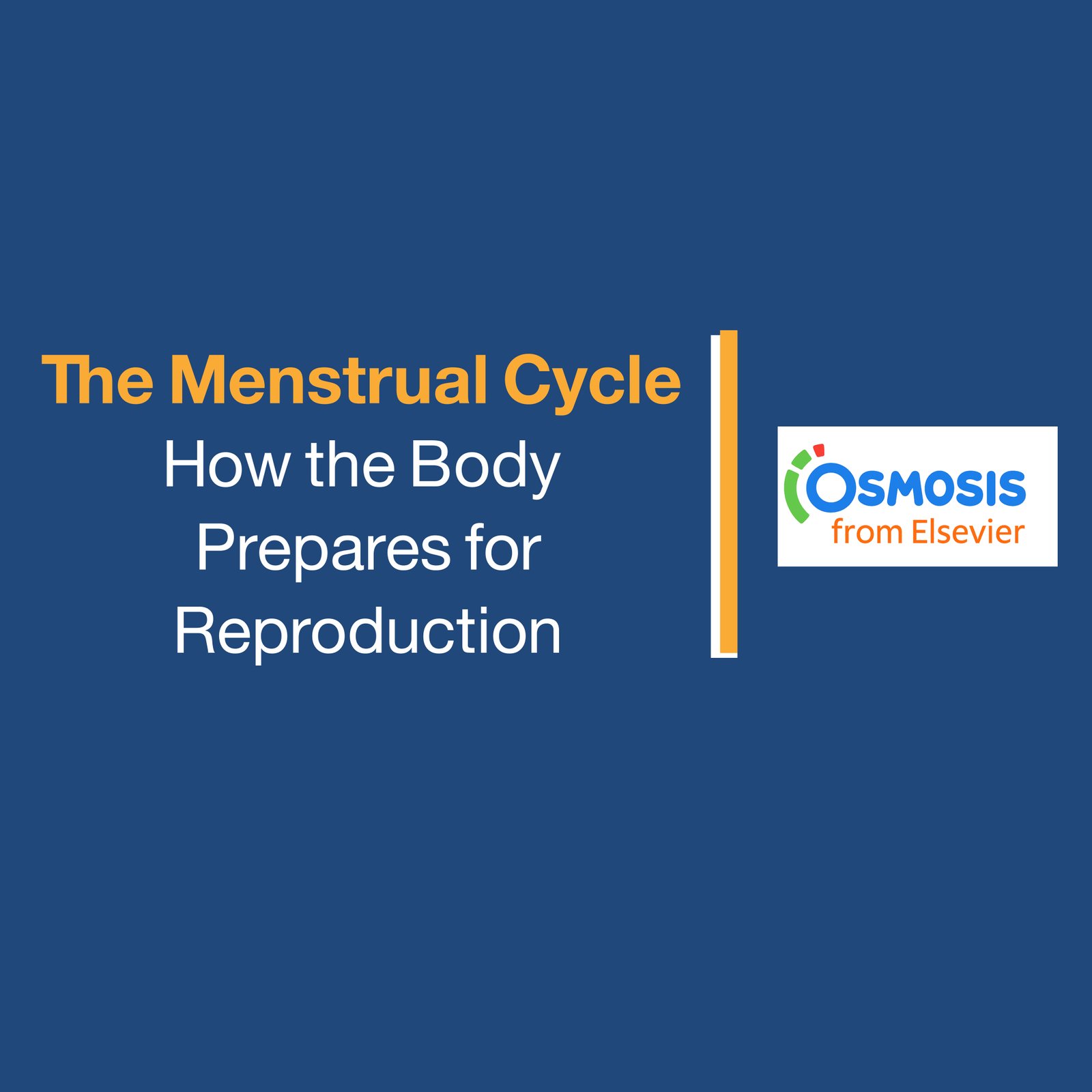 The Menstrual Cycle: How the Body Prepares for  Reproduction